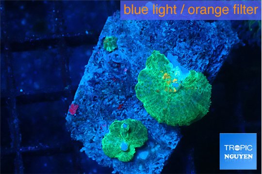 Rhodactis green blue 2 polyps WYSIWYG acclimaté
