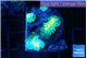 Rhodactis golden fusion small polyps 3-4 polyps WYSIWYG acclimaté