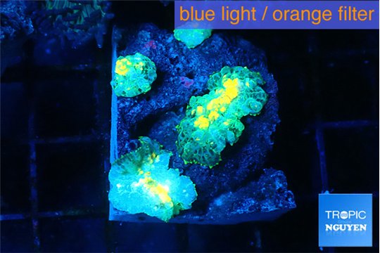 Rhodactis golden fusion small polyps 3-4 polyps WYSIWYG acclimaté