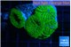 Rhodactis green 3 polyps WYSIWYG acclimaté