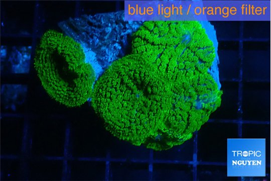 Rhodactis green 3 polyps WYSIWYG acclimaté