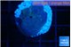 Discosoma deep blue avatar 1 polyp WYSIWYG acclimaté