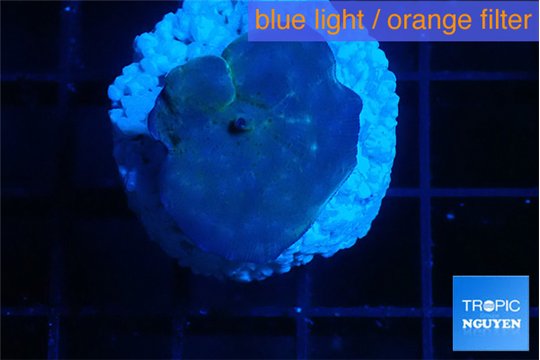 Discosoma deep blue avatar 1 polyp WYSIWYG acclimaté