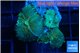 Rhodactis green blue 3 polyps WYSIWYG acclimaté