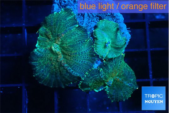 Rhodactis green blue 3 polyps WYSIWYG acclimaté