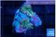 Ricordea yuma rainbow 3 polyps WYSIWYG acclimaté