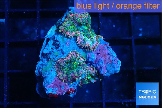 Ricordea yuma rainbow 3 polyps WYSIWYG acclimaté