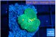 Rhodactis green mango 1 polyp WYSIWYG acclimaté