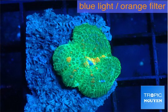 Rhodactis green mango 1 polyp WYSIWYG acclimaté