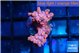 Cyphastrea decadia red 2-3 cm WYSIWYG acclimaté