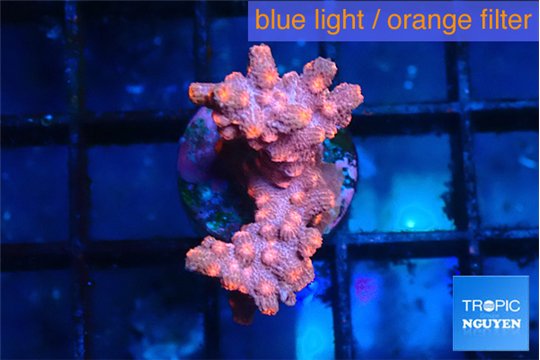 Cyphastrea decadia red 2-3 cm WYSIWYG acclimaté
