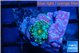 Ricordea yuma rainbow small polyps 1 polyp WYSIWYG acclimaté