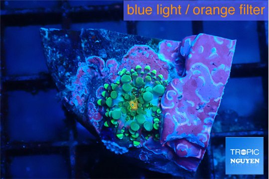 Ricordea yuma rainbow small polyps 1 polyp WYSIWYG acclimaté