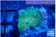 Rhodactis green blue 1 polyp WYSIWYG acclimaté