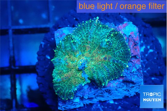 Rhodactis green blue 1 polyp WYSIWYG acclimaté
