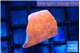 Montipora red cap 1-2 cm WYSIWYG acclimaté