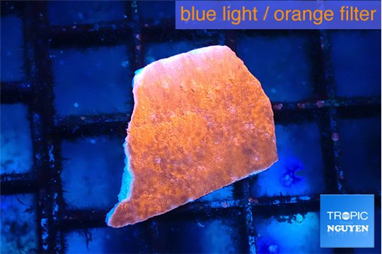 Montipora red cap 1-2 cm WYSIWYG acclimaté