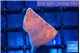 Montipora red cap 1-2 cm WYSIWYG acclimaté