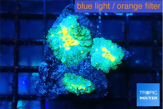 Rhodactis golden fusion 3 polyps WYSIWYG acclimaté