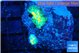 Rhodactis golden fusion small polyps 2 polyps WYSIWYG acclimaté