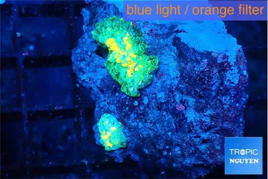 Rhodactis golden fusion small polyps 2 polyps WYSIWYG acclimaté