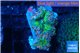 Ricordea yuma green purple 2 polyps WYSIWYG acclimaté