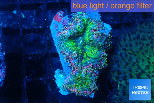 Ricordea yuma green purple 2 polyps WYSIWYG acclimaté