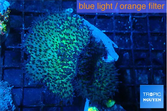 Rhodactis green long hair 2 polyps WYSIWYG acclimaté
