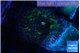 Rhodactis green long hair 1 polyp WYSIWYG acclimaté