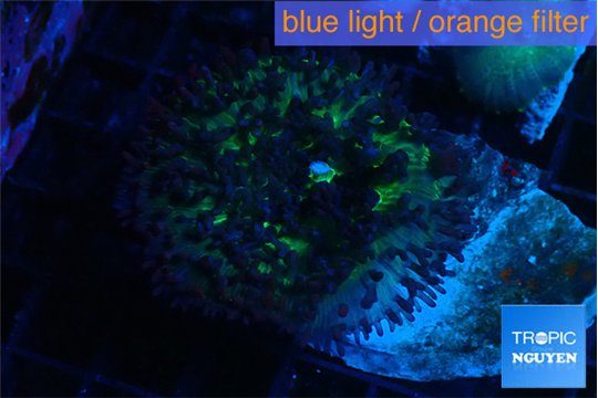 Rhodactis green long hair 1 polyp WYSIWYG acclimaté