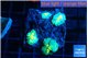 Rhodactis golden fusion small polyps 4 polyps WYSIWYG acclimaté