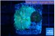 Rhodactis green blue 2 polyps WYSIWYG acclimaté