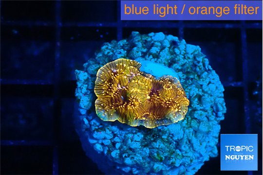 Pavona orange 1-2 cm WYSIWYG acclimaté