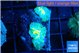 Rhodactis golden fusion small polyps 2 polyps WYSIWYG acclimaté