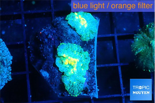 Rhodactis golden fusion small polyps 2 polyps WYSIWYG acclimaté