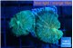 Rhodactis green blue 2 polyps WYSIWYG acclimaté