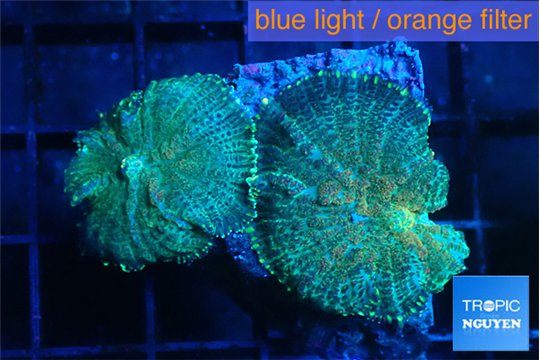 Rhodactis green blue 2 polyps WYSIWYG acclimaté