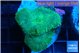 Rhodactis green blue 2 polyps WYSIWYG acclimaté