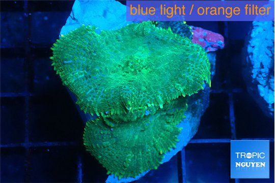 Rhodactis green blue 2 polyps WYSIWYG acclimaté
