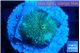Rhodactis green blue 1 polyp WYSIWYG acclimaté
