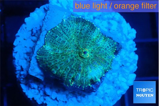 Rhodactis green blue 1 polyp WYSIWYG acclimaté