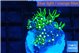 Pachyclavularia neon green 2-3 cm WYSIWYG acclimaté
