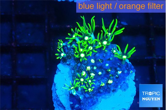 Pachyclavularia neon green 2-3 cm WYSIWYG acclimaté