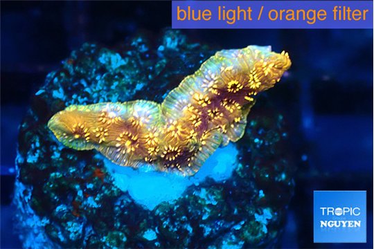 Pavona orange 2 cm WYSIWYG acclimaté