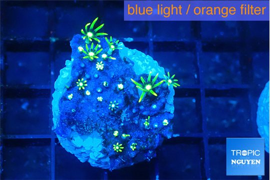 Pachyclavularia neon green 2-3 cm WYSIWYG acclimaté