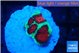 Favia red green monster 1-2 cm WYSIWYG acclimaté