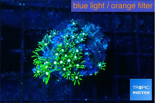 Pachyclavularia neon green 2-3 cm WYSIWYG acclimaté