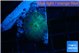 Rhodactis green blue 1 polyp WYSIWYG acclimaté