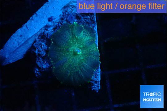 Rhodactis green blue 1 polyp WYSIWYG acclimaté