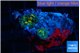Rhodactis magma small polyps 2 polyps WYSIWYG acclimaté
